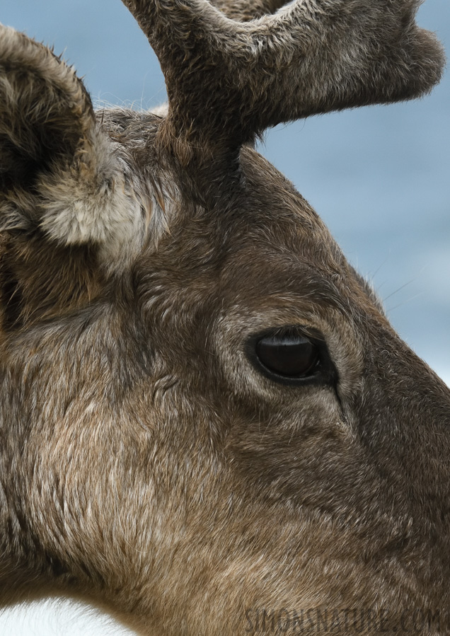 Rangifer tarandus caribou [200 mm, 1/1250 sec at f / 11, ISO 1600]